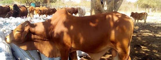 ���Hԭ���ܙC������֧��ٝ�ȁ��yԇţ���Դ��ţ����������ĮaƷ�п��܌���ʳ���ж��Ě��������Ⱦ�